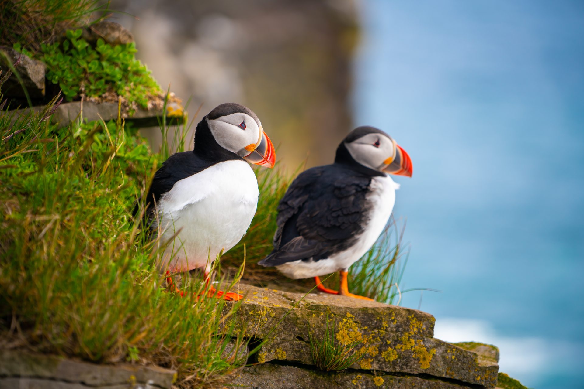 Puffin Watching